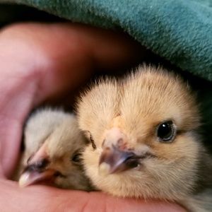 Meet your Posher, Samantha